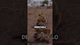 León se hace respetar ante las Hienas 🦁🤯 planet animales animals animalessalvajes faunasalvaje [upl. by Behl]