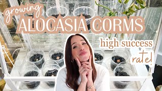 🌱growing alocasia corms  easy  high success✨with this method  fluval stratum [upl. by Saraann180]