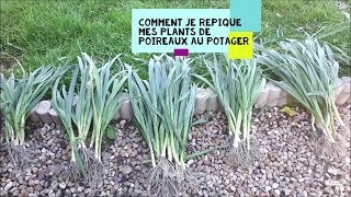 Comment je repique mes plants de poireaux au potager [upl. by Ledba]