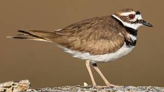 Sounds Of Nature  Killdeer  Bird Sounds [upl. by Yslehc]