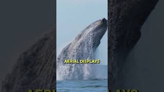 🐋 Humpback Whales An EPIC Voyage Unveiled [upl. by Attenyt]