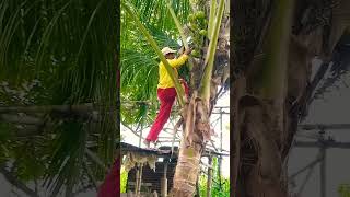 Daghan dahan lang music remix hiphop viralshort automobile satisfyingview coconut trend [upl. by Kere]