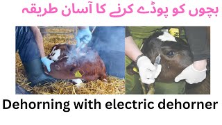 Dehorning in calves with electric dehorner [upl. by Meit7]