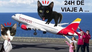 24 horas de viaje a una isla en avión con la familia  Videos de gatos graciosos Luna y Estrella [upl. by Armil512]