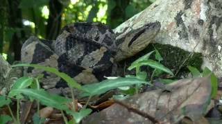 The Jumping Pit Viper Atropoides Mexicanus [upl. by Asiulairam]