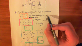 The Protein Kinase C Pathway Part 1 [upl. by Anirtik995]