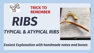 Ribs anatomy  typical amp atypical ribs  identification features  Easy Explanation [upl. by Narcho]