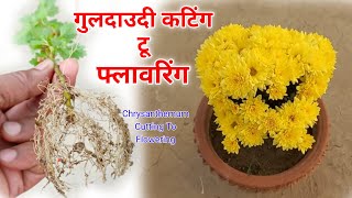 गुलदाउदी कटिंग अगस्त मे लगाएं  With Update  How To Grow Chrysanthemum From Cuttings [upl. by Carine]