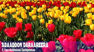 Abaaboon Daraareera  Ftaa Anbassaa Tashoomaa oromoo mezmur lyrics new year [upl. by Malachi]