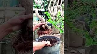 Bonsai Sancang ganti media di lahan ground [upl. by Avevoneg]