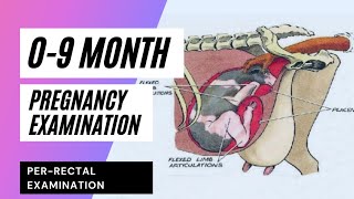 Pregnancy Diagnosis in Bovine  Determination of Pregnancy  Perrectal examination09 month preg [upl. by Notsuj]