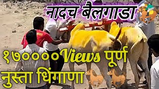 बैलगाडा शर्यत जुन्नर पुणे Bailgada Sharyat In VadgaonKandali Junnar Pune bull race in India [upl. by Cori428]