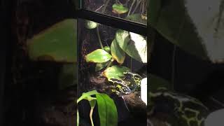 Dendrobates tinctorius amotopo calling [upl. by Icak]