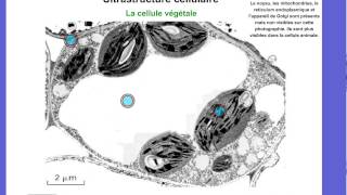 Biologie Cellule  Lultrastructure cellulaire [upl. by Yates]