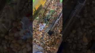 Killifish aquarium fish fishaquarium fishtank aquariumfish [upl. by Patti]