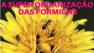 A Super Organização das Formigas  Documentário Completo HD [upl. by Temp637]