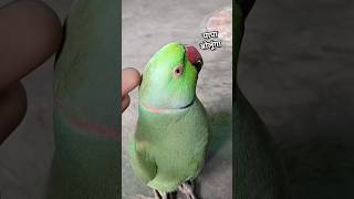 Papa bulane wala mitthu 🥰🦜🎉😱shorts mummymitthu ringneck mithuparrot birds talkingbird [upl. by Linnell]