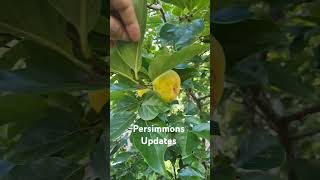 Persimmons are looking good youtubehighfive youtubeshorts [upl. by Ubald]