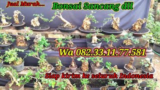 Turun harga Aneka Bonsai di Jalur Bonsai Wa 082 331177581 [upl. by Mcroberts]