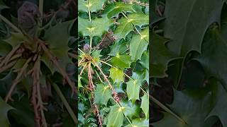 What Does Mahonia Look Like wildfood foraging [upl. by Zebadiah]