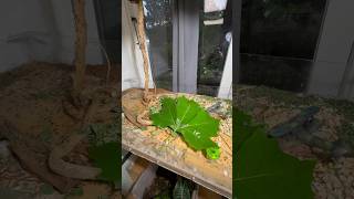 Leaf Cutter Ants VS Gigantic Leaf [upl. by Eltsryk]