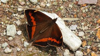 A New Species of Butterfly in Ecuador is Discovered with iNaturalist English version [upl. by Kalmick]