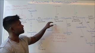 Catecholamine Synthesis amp Metabolism USMLE HIGH YIELD MADE SIMPLE [upl. by Ulphi655]