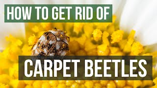 How to Get Rid of Carpet Beetles 4 Easy Steps [upl. by Elfreda]