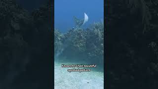 Hunting Spotted Eagle Ray [upl. by Joshia979]