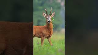 Le Chevreuil  Photographe Animalier chevreuil nicolafaune shorts [upl. by Budge]