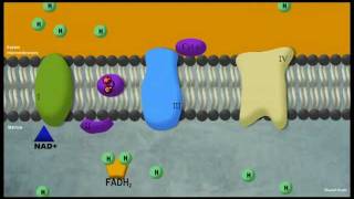 Phosphorylation oxydative [upl. by Kincaid]