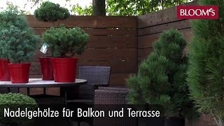 Nadelgehölze für Balkon und Terrasse  BLOOMs Floristik [upl. by Westney]