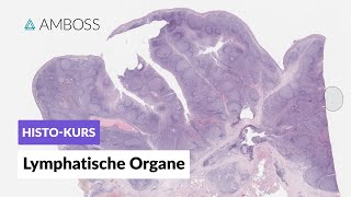 Histologie Lymphatische Organe Lymphknoten Milz Tonsillen GALT Thymus  AMBOSS Video [upl. by Adnaram916]