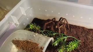 Part 1 Theraphosa Tutorial Molt Handlings [upl. by Pelagi]