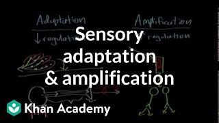 Sensory adaptation and amplification  Processing the Environment  MCAT  Khan Academy [upl. by Lewej]