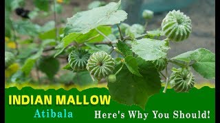 Whoa I Cant Believe Indian Mallow Atibala That Fight Disease  Medicinal Plants  Indian Herbs [upl. by Gruver]