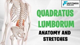 QL  Quadratus Lumborum Anatomy and Best Stretches For Tightness Soreness and Lower Back Pain [upl. by Nnaeiluj]