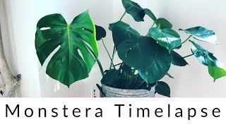 Monstera Deliciosa Time Lapse [upl. by Giuseppe]