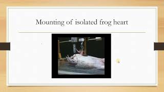 Effect of drugs on isolated frog heart [upl. by Euqinim]