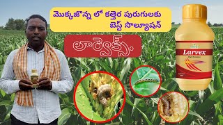 LARVEX  pest control in MAIZE  Khethari [upl. by Hoon101]