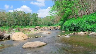 Relaxing Sound Dawn on the Forest River Greeting the New Day Peaceful River Sound ASMR [upl. by Htomit214]