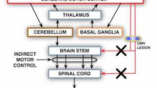 Anatomy Motor Exam UMN Syndrome [upl. by Laekim]