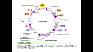 Fotosyntéza část 12 Sekundární fáze fotosyntézy Calvinův cyklus [upl. by Anstus]