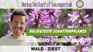 TOP PFLANZE FÜR DEN SCHATTEN ➡️ Stachys sylvatica – WaldZiest [upl. by Terag]