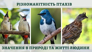 Різноманітність птахів Роль птахів у природі та житті людини [upl. by Starla]