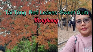 TAI TONG RED LEAVES SWEET GUM Ka Fely Vlog [upl. by Adrea]