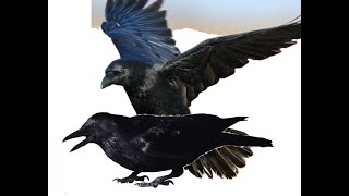 CROW MATING MATING OF CROWS CROW MATING SOUNDS CROW MATING CALL BIRDS MATING CROWS MATING [upl. by Ettenaj814]