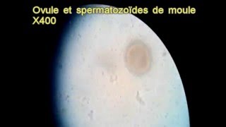 Ovule et spermatozoïdes de moule au microsocope SVT [upl. by Arodasi]