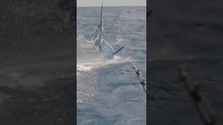 Marlin fishing marlin fishing bigfish [upl. by Nnyled]