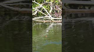 Giant Fish Tiny River Salmon Fishing fishing bigsalmon floatfishing bobberdown salmonriver [upl. by Jelena]